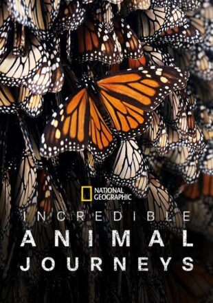 Incredible Animal Journeys Season 1 Dual Audio Hindi-English 720p 1080p S01E02 Added